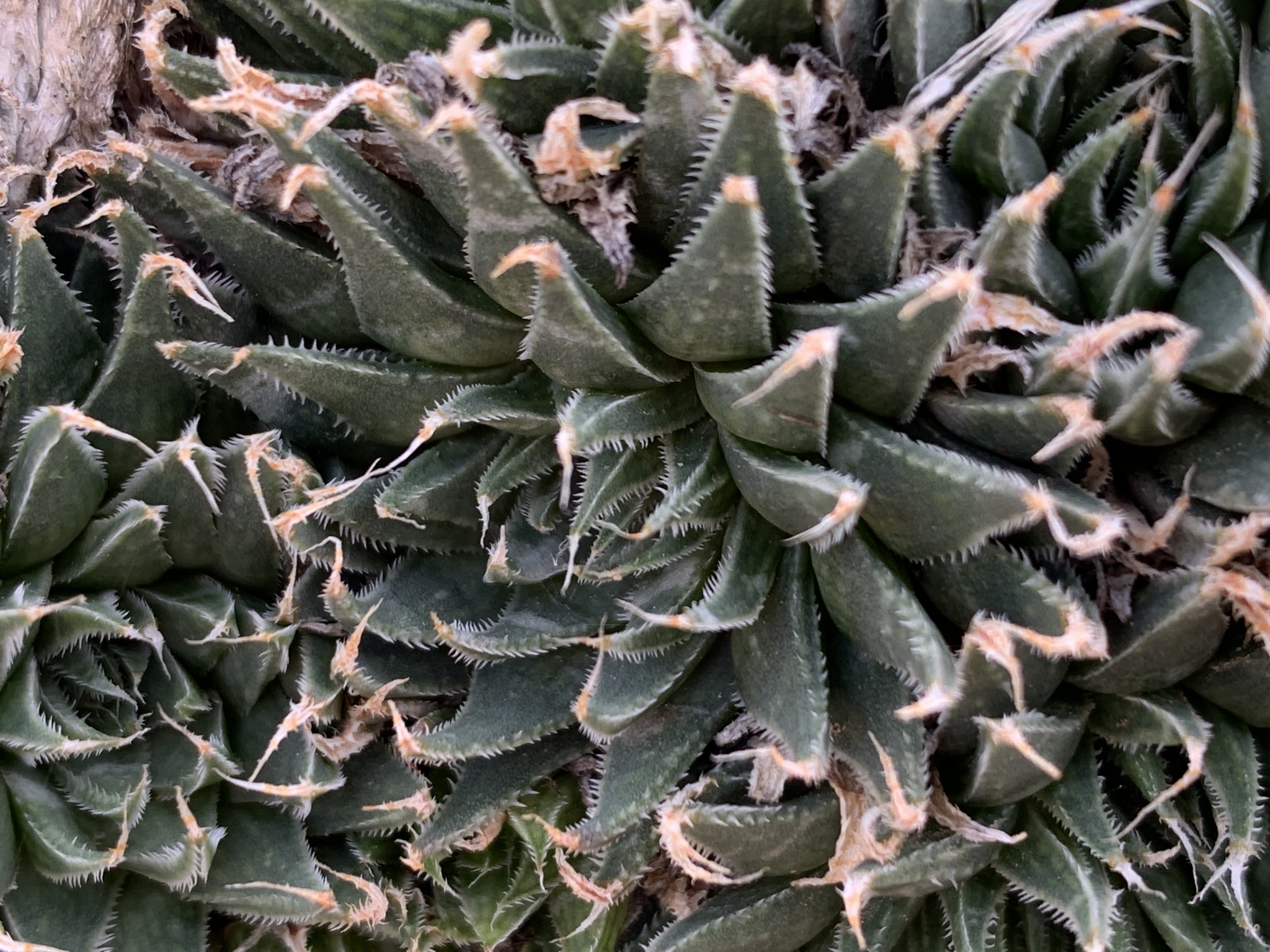 Imagem de Haworthia marumiana não possui um nome popular amplamente reconhecido no Brasil