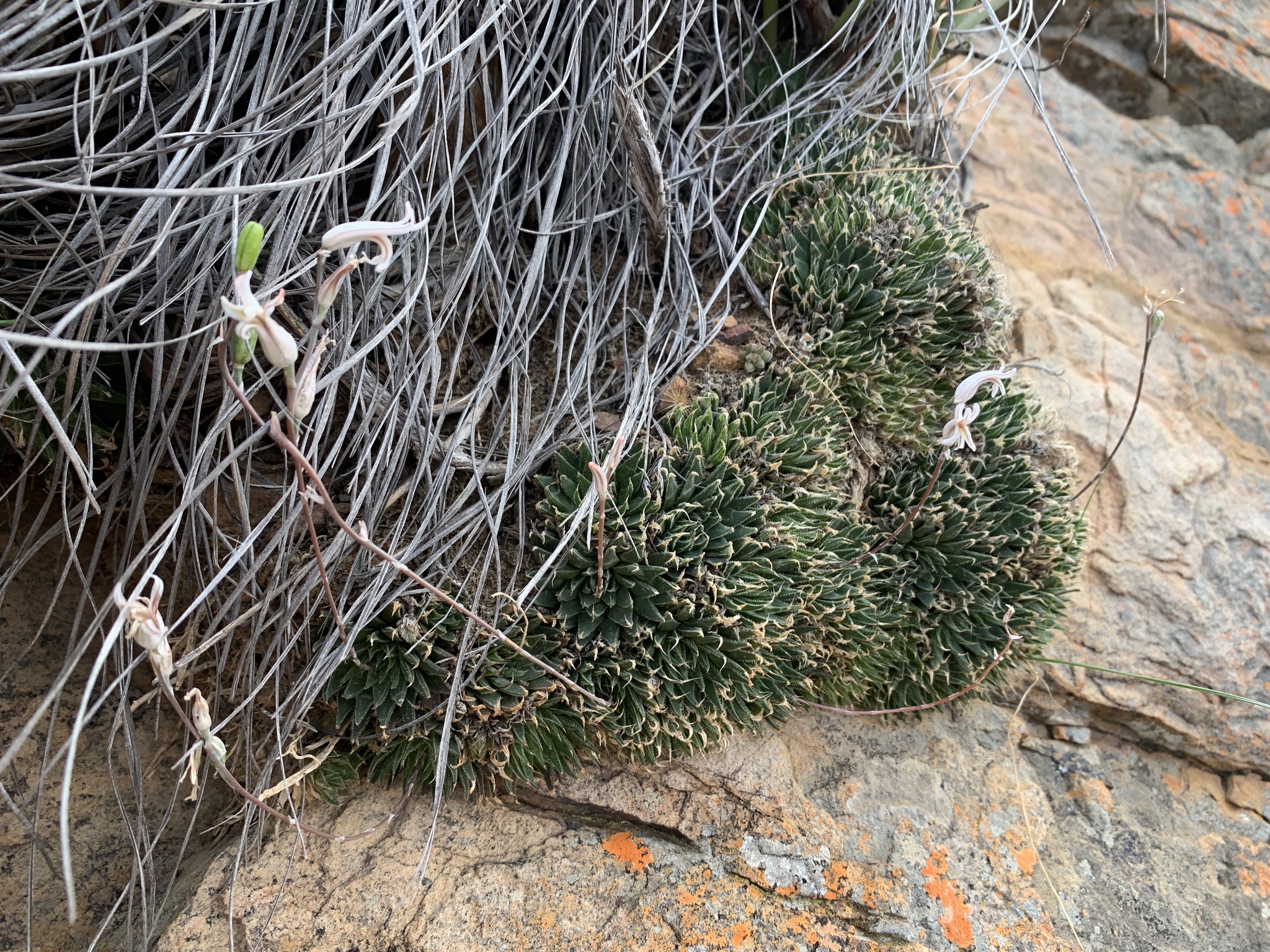 Imagem de Haworthia marumiana não possui um nome popular amplamente reconhecido no Brasil
