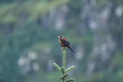 Turdus rubrocanus