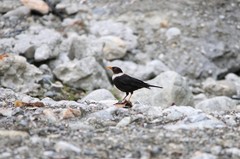 Turdus albocinctus