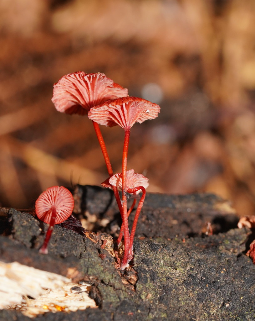Ruby Bonnot ruby bonnet from Sherbrooke Forest, Melbourne VIC AU on April 09, 2022 ...