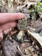 Morchella diminutiva