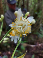 Passiflora arborea