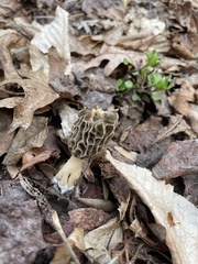 Morchella diminutiva
