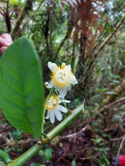 Passiflora arborea