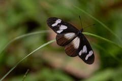 Pseudacraea