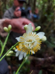 Passiflora arborea