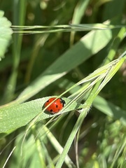 Coccinella septempunctata