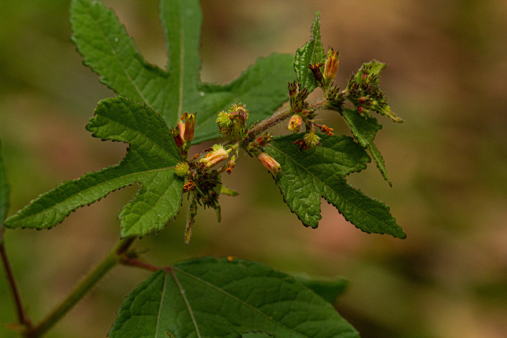 Chinese Bur from University Forest plots, Butare, Rwanda on March 14 ...