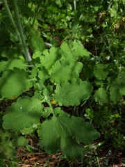 Chelidonium majus
