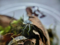 Trachelipus caucasius