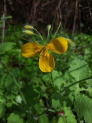 Chelidonium majus