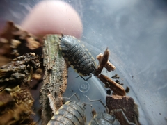 Trachelipus caucasius