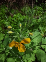 Chelidonium majus