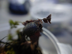 Trachelipus caucasius