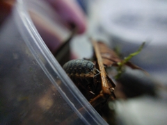 Trachelipus caucasius