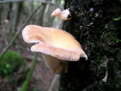 Lentinus lamelliporus