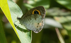 Ypthima aphnius