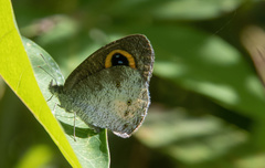 Ypthima aphnius