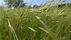 Hordeum spontaneum