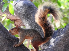 Sciurus spadiceus
