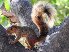 Sciurus spadiceus