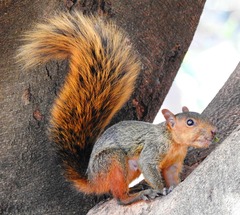 Sciurus spadiceus