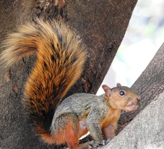 Sciurus spadiceus