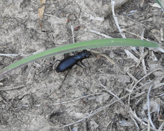 Dromochorus belfragei