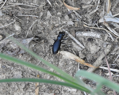 Dromochorus belfragei