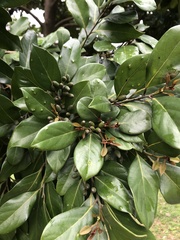 Cryptocarya concinna