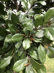 Cryptocarya concinna