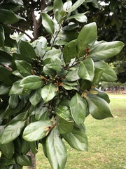 Cryptocarya concinna