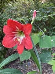 Hippeastrum hybridum