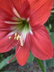 Hippeastrum hybridum
