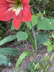 Hippeastrum hybridum