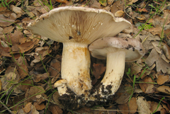 Lactarius argillaceifolius megacarpus