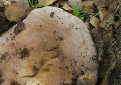 Lactarius argillaceifolius megacarpus