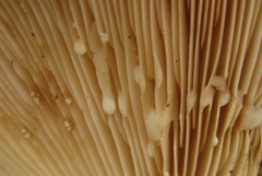 Lactarius argillaceifolius megacarpus