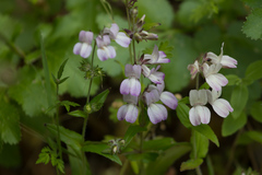 Collinsia