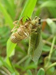 Cicadetta montana