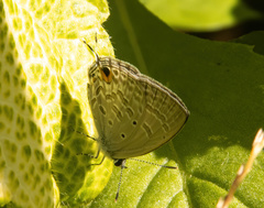 Catochrysops