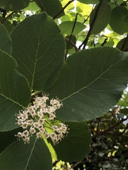 Ehretia dicksonii