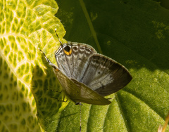 Catochrysops