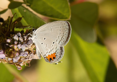 Everes lacturnus