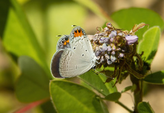 Everes lacturnus