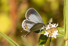 Everes lacturnus