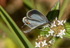 Everes lacturnus