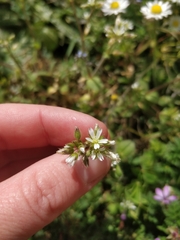 Cerastium glomeratum