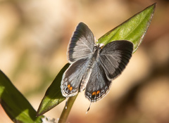 Everes lacturnus